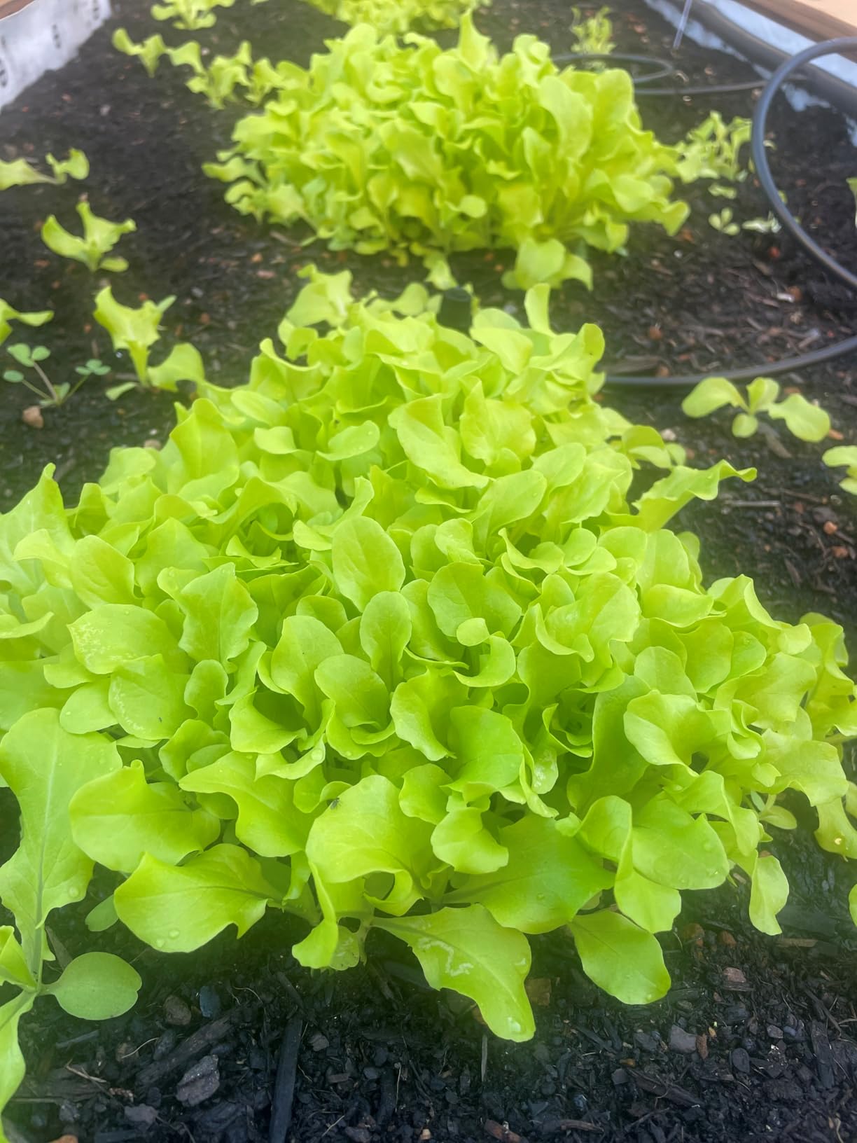 Gardeners Basics Survival Vegetable Seeds Garden Kit Over 16,000 Seeds Non-GMO and Heirloom, Great for Emergency Bugout Survival Gear 35 Varieties Seeds for Planting Vegetables 35 Free Plant Markers - Customer Photo 1