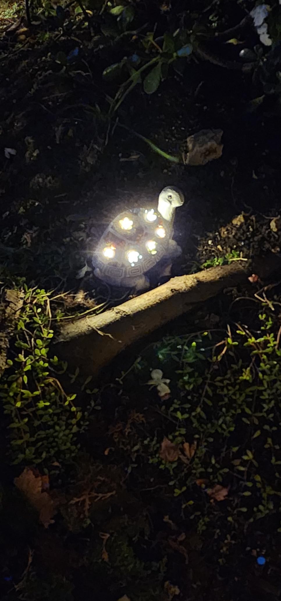 Nacome Solar Garden Outdoor Statues Turtle with Succulent and 7 LED Lights - Lawn Decor Tortoise Statue for Patio, Balcony, Yard Ornament - Chrismtas Gifts for Mom Grandma - Customer Photo 2