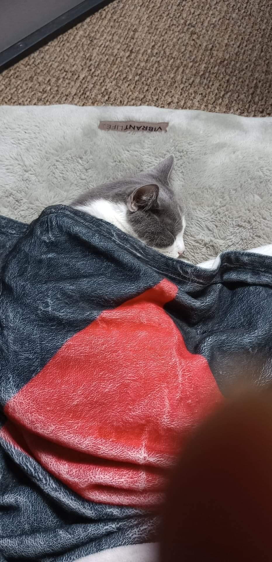 Batman Hush Logo Silky Touch Super Soft Throw Blanket 36 Batman Hush Logo Silky Touch Super Soft Throw Blanket 36