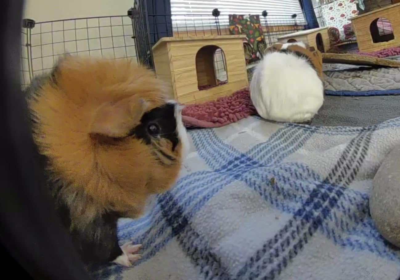 Ring Battery Doorbell Plus | Head-to-Toe HD+ Video, motion detection & alerts, and Two-Way Talk - Customer Photo 2