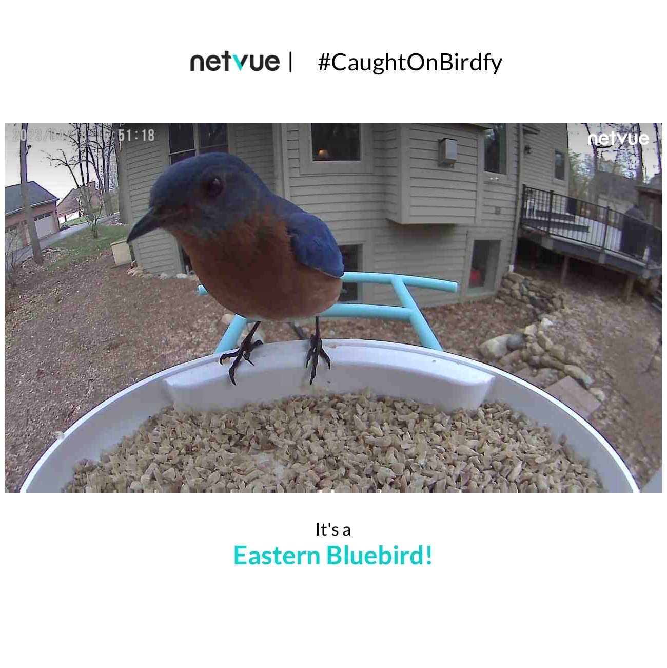 NETVUE by Birdfy Smart Bird Feeder with AI Camera Solar Powered, 2MP Wireless Wildbird Watching, Live Stream & Night Vision, Auto-Capture & Notify, Collection & Cloud Storage (AI by Subscription) - Customer Photo 1