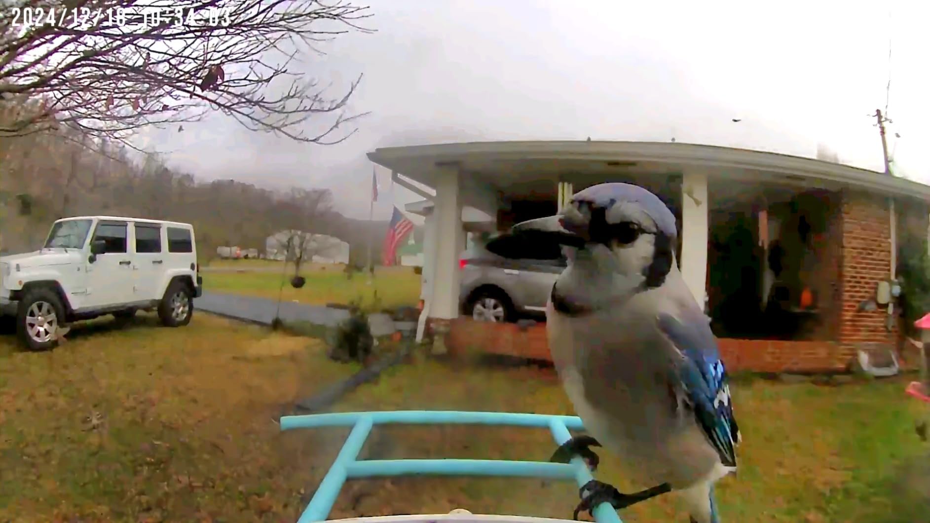 NETVUE by Birdfy Smart Bird Feeder with AI Camera Solar Powered, 2MP Wireless Wildbird Watching, Live Stream & Night Vision, Auto-Capture & Notify, Collection & Cloud Storage (AI by Subscription) - Customer Photo 3