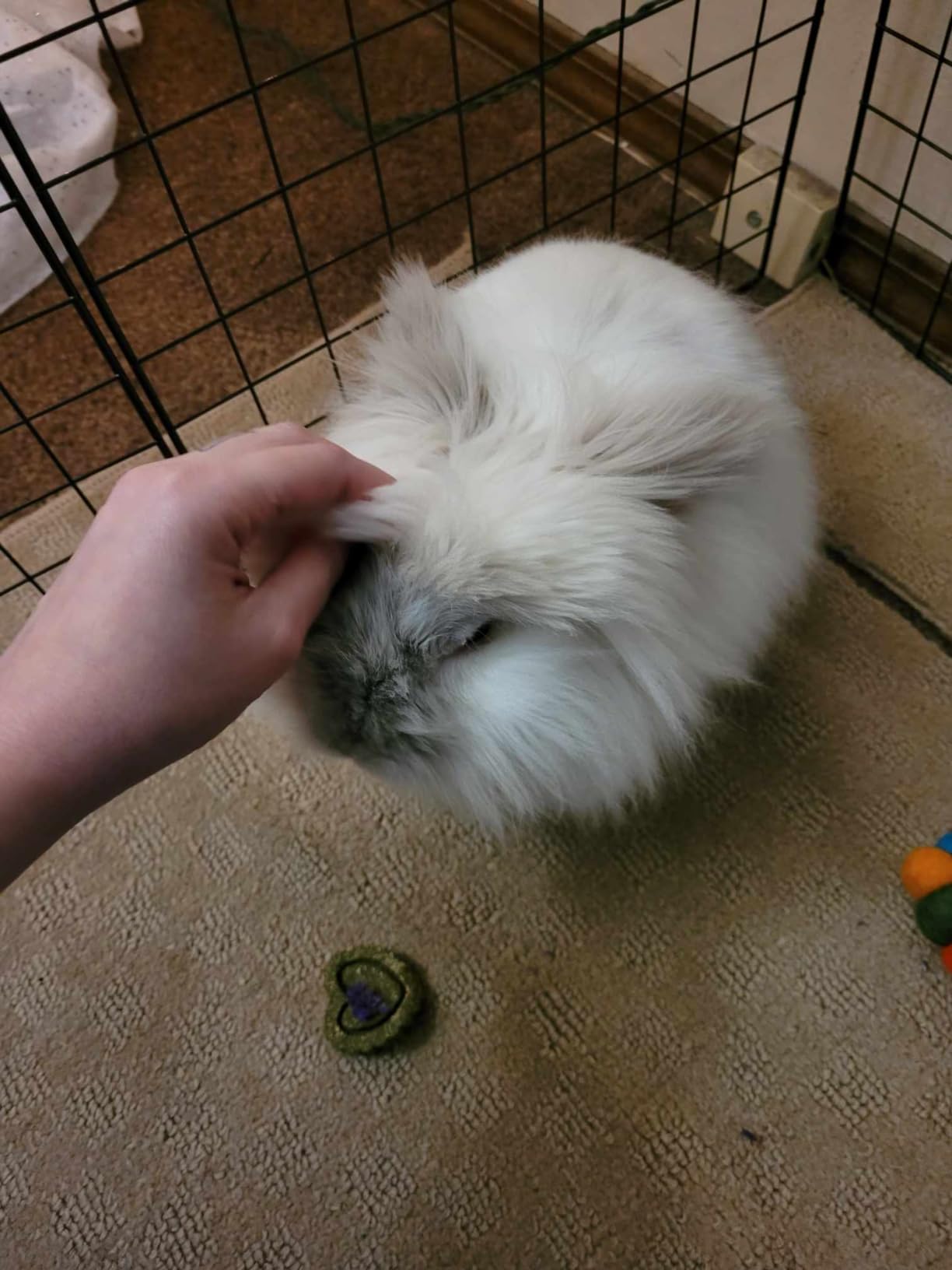 Sofier 12Pcs Timothy Hay Treats - Natural Chews for Teeth - Handmade Rabbit, Chinchilla, Gerbil, Rat, Hamster Toys - Bunny & Guinea Pig Toys - Customer Photo 2