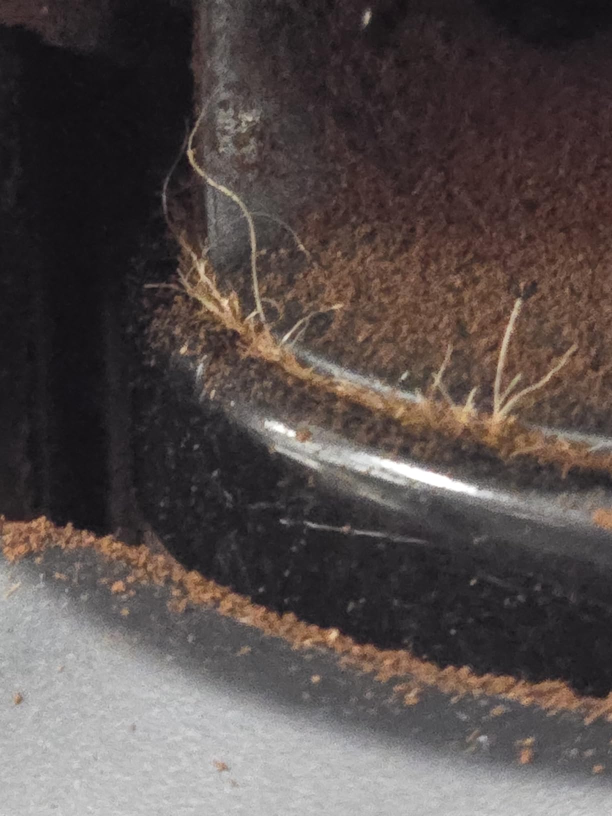 Breville Barista Express Impress Espresso Machine BES876BSS, Brushed Stainless Steel - Customer Photo 4