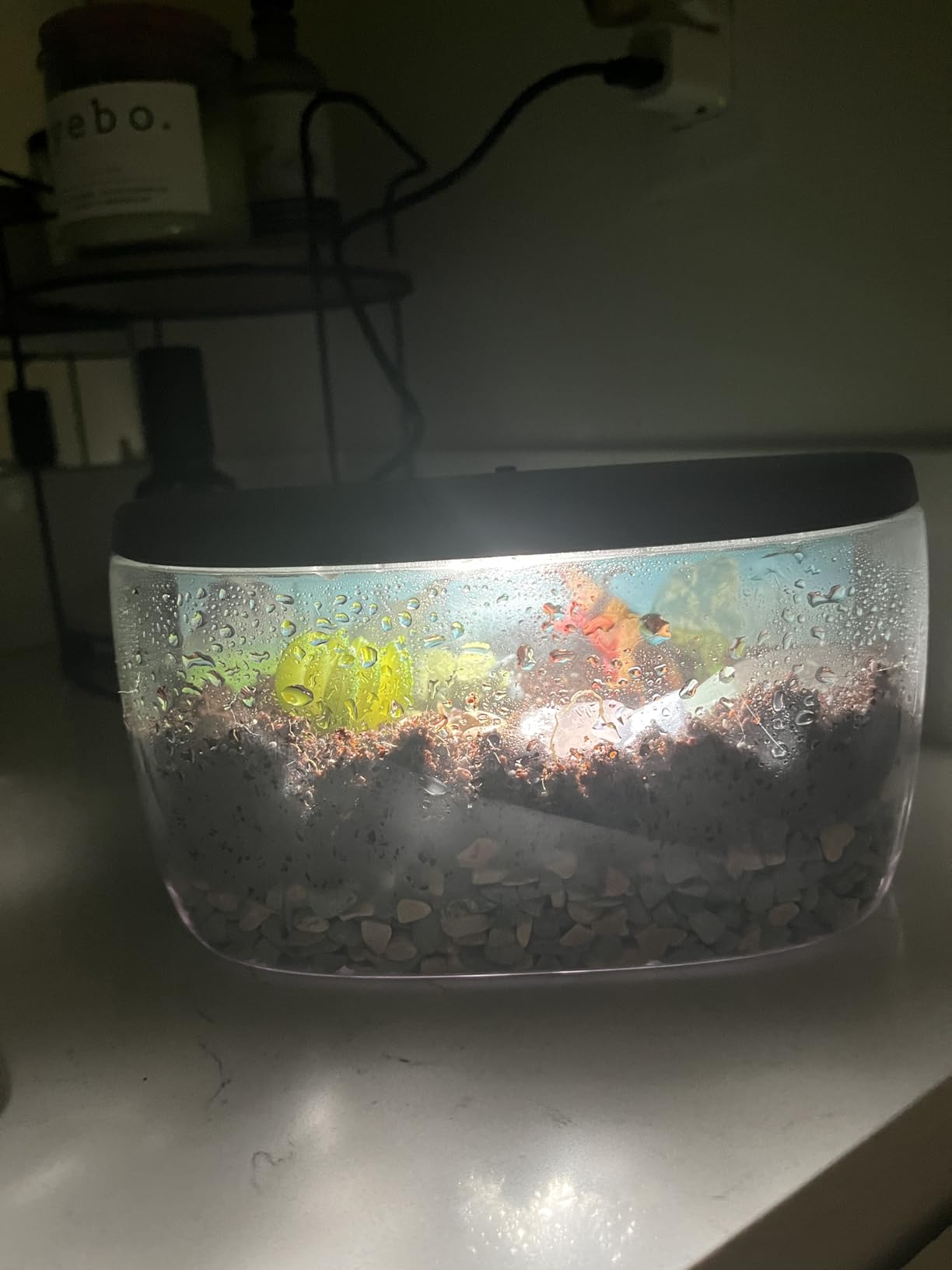 National Geographic Light Up Terrarium Kit for Kids - Build a Dinosaur Habitat with Real Plants & Gemstones, Science Kit, Dinosaur Toys for Kids (Amazon Exclusive) - Customer Photo 1