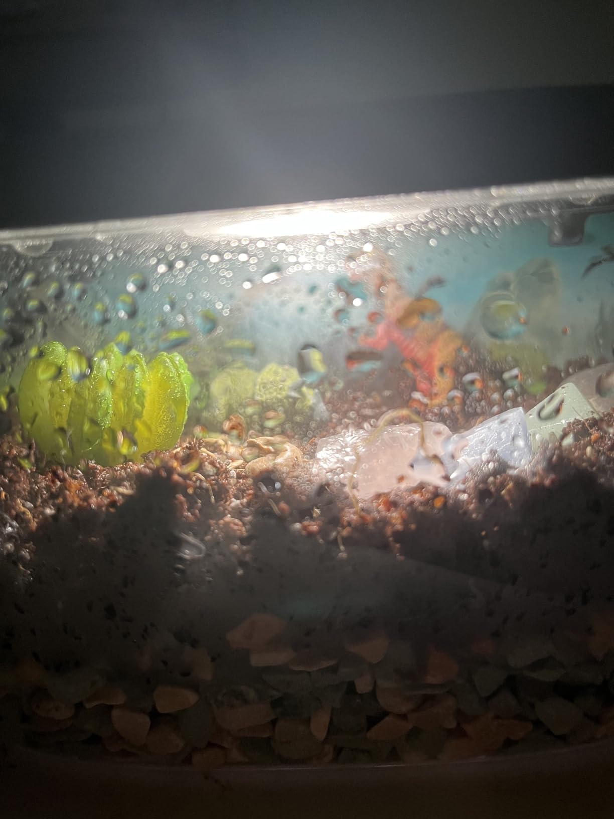 National Geographic Light Up Terrarium Kit for Kids - Build a Dinosaur Habitat with Real Plants & Gemstones, Science Kit, Dinosaur Toys for Kids (Amazon Exclusive) - Customer Photo 2