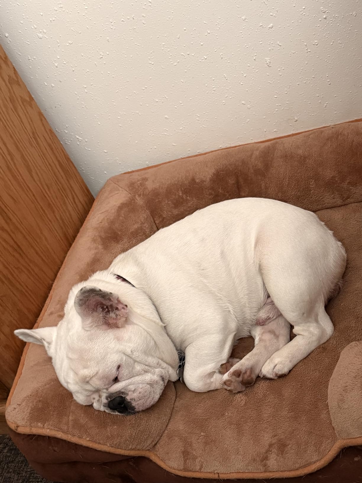 Furbo 360° Dog Camera - Unlock w/Paid Plan: Home Security & Dog Safety Alerts, Rotating Pet Treat Toss w/ 2-Way Speaker, Smart Cam w/Phone App (Low Risk Subscription Required, 3mo Min. Cancel Anytime) - Customer Photo 2