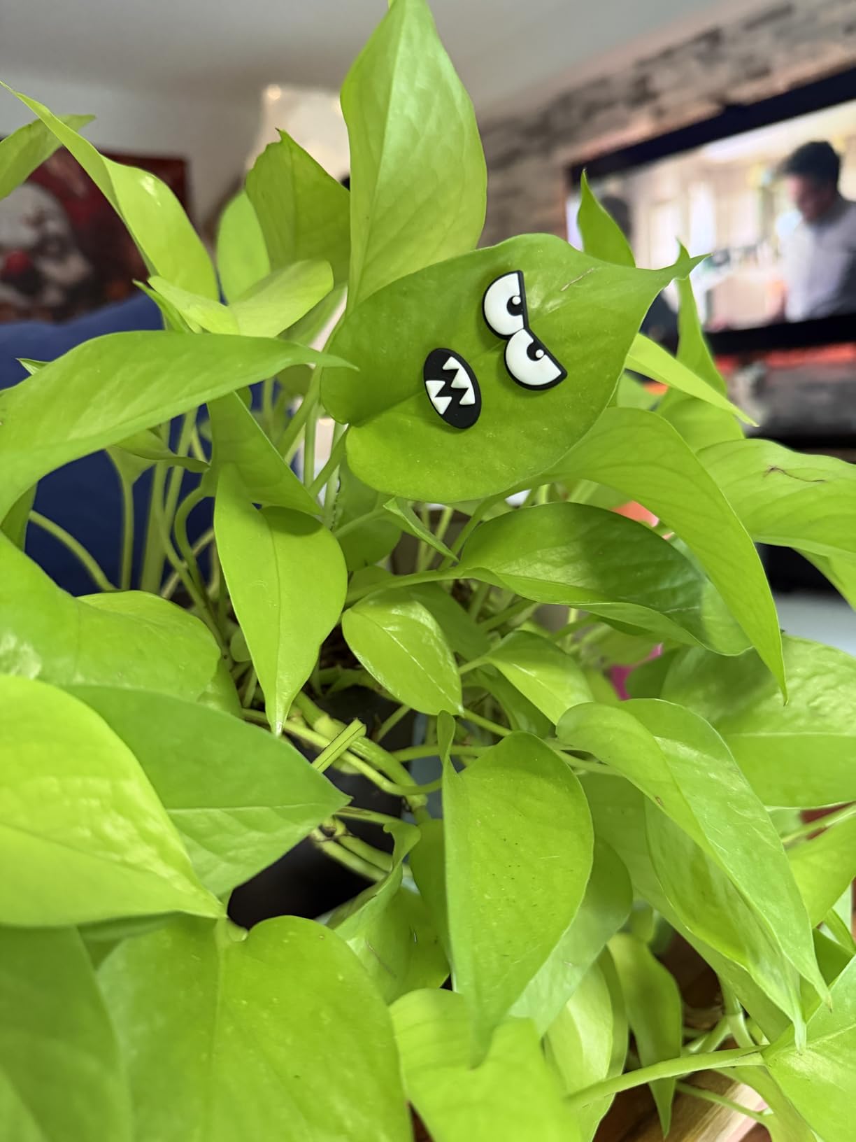 Monster Plant Magnets Eyes for Potted Plants, Funny Plant Safe Magnet Pins Charms, House Plant Accessories, Christmas Decorations Gift for Plant Lovers - Customer Photo 1