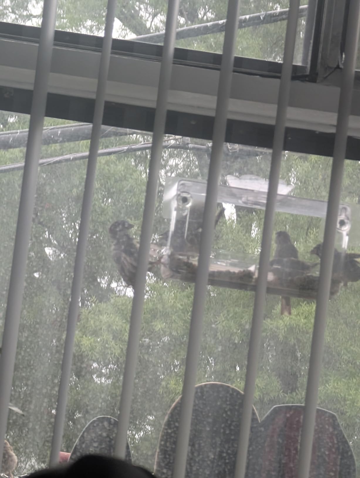 Window Bird Feeder with Non-Marking Self-Adhesive Hooks, Clear and Transparent, Outdoor Wild Bird Watching Gift, Garden Decor (Standard) - Customer Photo 1