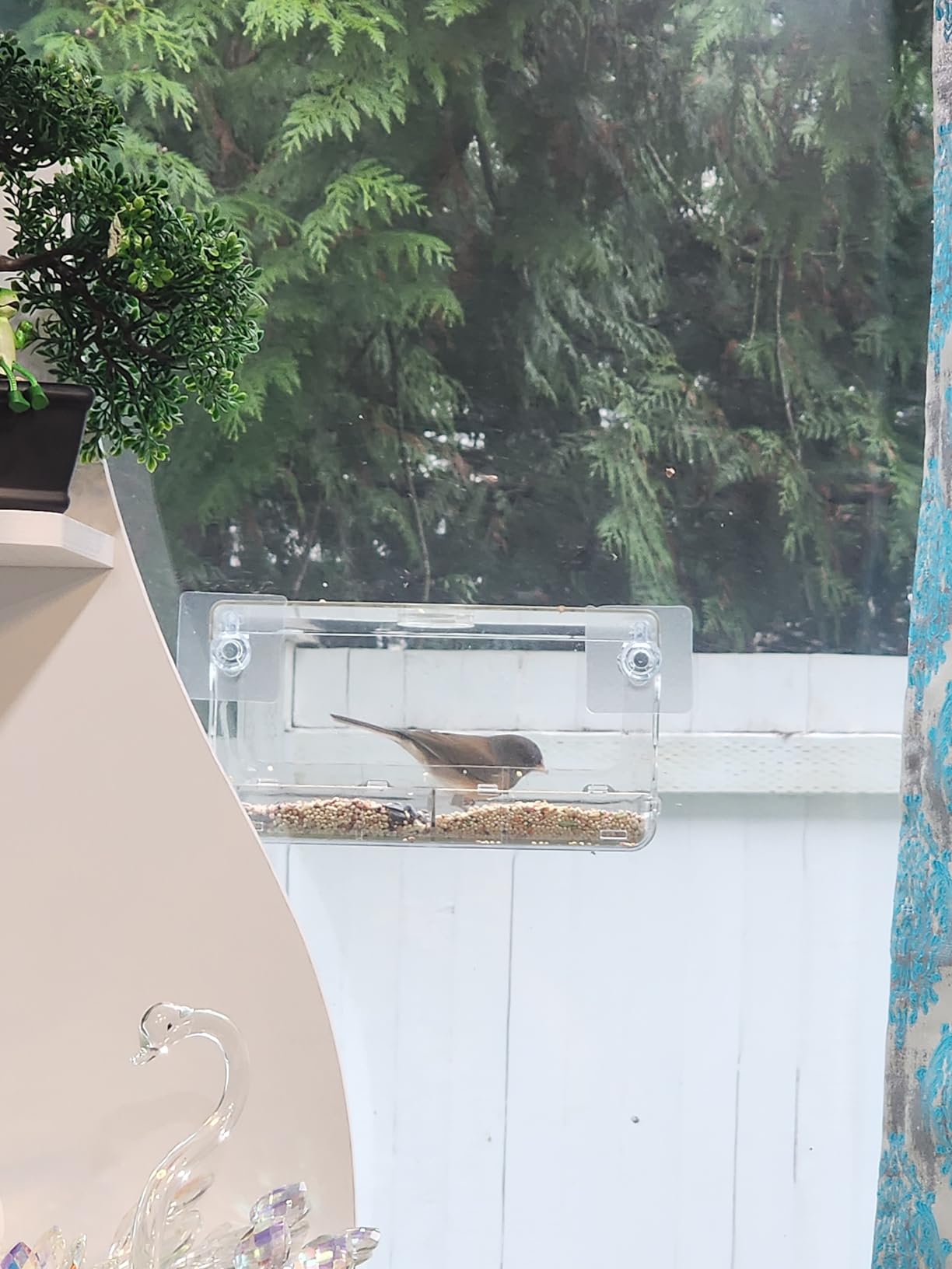 Window Bird Feeder with Non-Marking Self-Adhesive Hooks, Clear and Transparent, Outdoor Wild Bird Watching Gift, Garden Decor (Standard) - Customer Photo 2