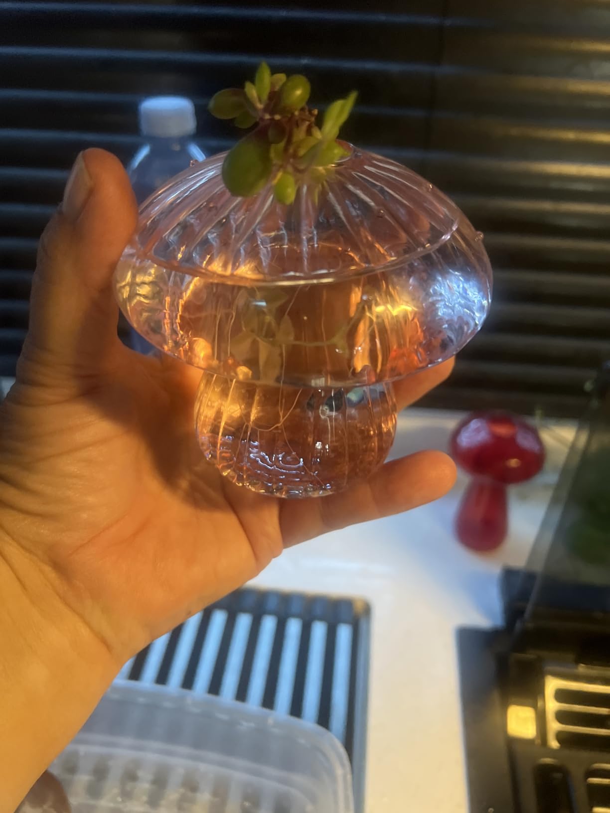 Glasseam Mushroom Glass Planter, Set of 5 Colored Plant Propagation Station, Mini Terrarium for Plants, Unique Small Glass Vase for Flowers, Cute Hydroponic Indoor Planters Gifts for Women Room Decor - Customer Photo 1