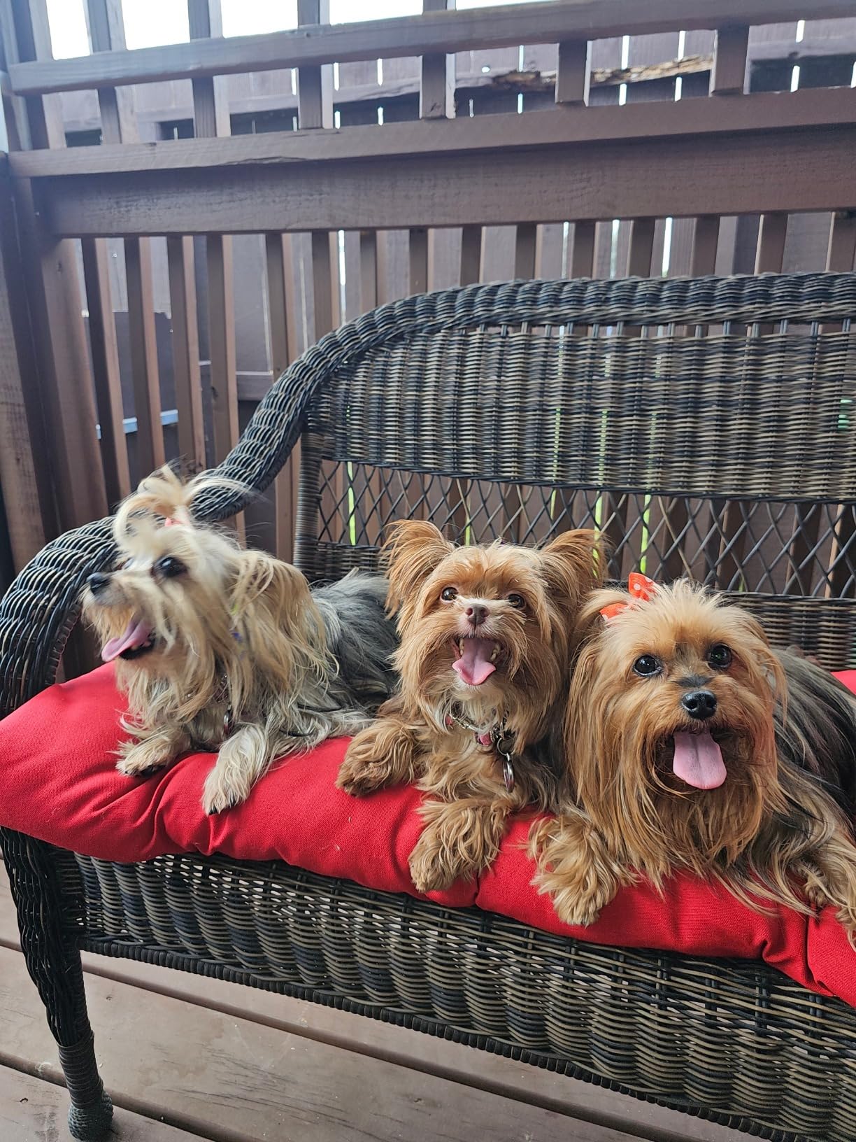 Dog Mom Gifts for Women, Gifts for Dog Lovers Women, Mothers Day Dogs Lovers Gift Throw Blanket 50x60 Inch - Customer Photo 1