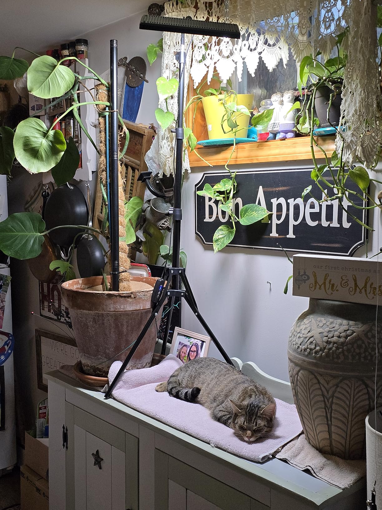 LBW Latest Grow Light for Indoor Plants, 428 LED Dual-Head Full Spectrum Standing Plant Light, Floor Grow Lamp with 3/6/12H Timer, 6 Brightness Levels, 3 Switch Modes, 75