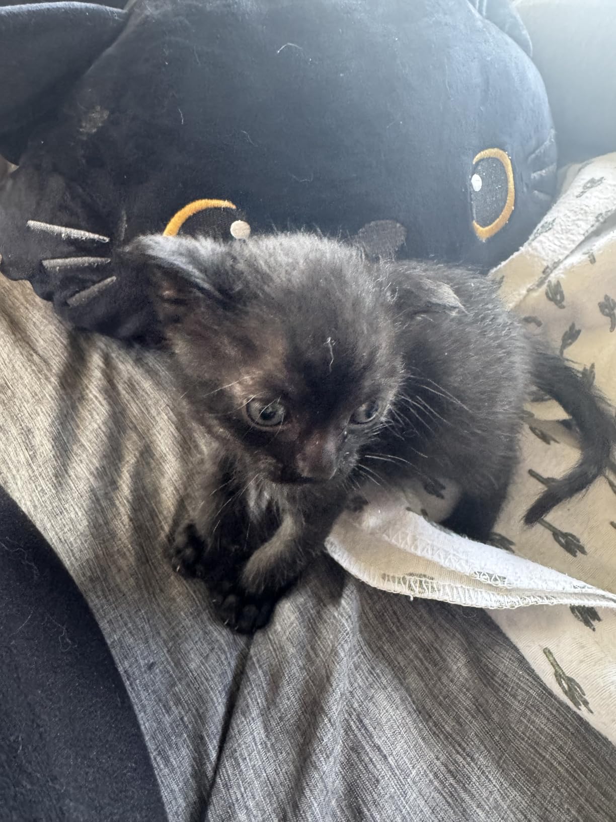 SQEQE Weighted Panda Plush, Weighted Panda Stuffed Animal, Cute Plushies Soft Bear Pillow Toy Gift for Kids Adults 9.8 Inch, 0.8 Lbs Customer Review SQEQE Weighted Panda Plush, Weighted Panda Stuffed Animal, Cute Plushies Soft Bear Pillow Toy Gift for Kids Adults 9.8 Inch, 0.8 Lbs - Customer Photo 4