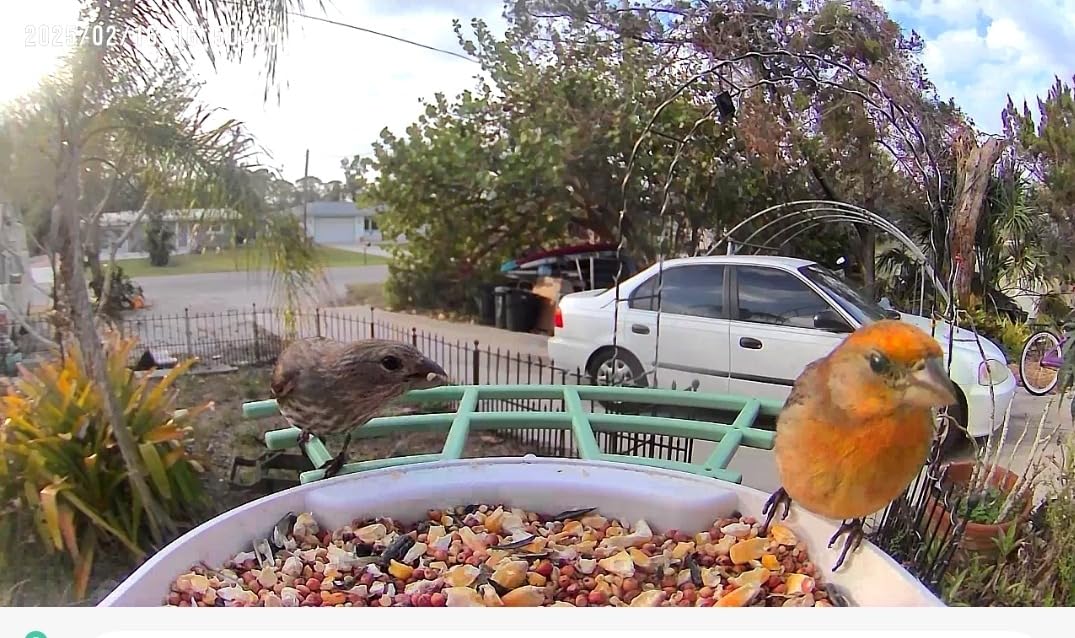 Bird Feeder with Camera,AI Identify Birds Species,Smart Bird Camera with Solar Powered,Auto Record FHD Birds Video in Backyard,Instant Notifications,Ideal Gift for Family and Bird Lovers,Navy Blue - Customer Photo 1