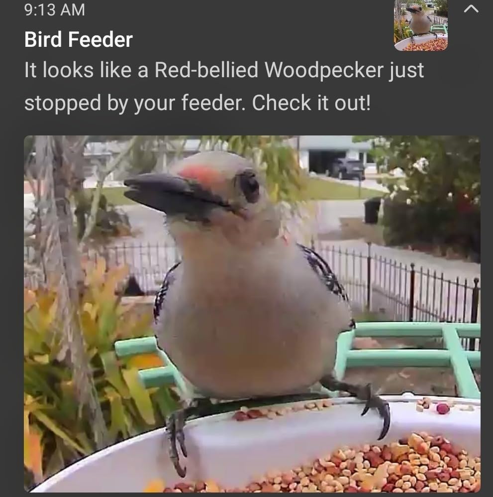 Bird Feeder with Camera,AI Identify Birds Species,Smart Bird Camera with Solar Powered,Auto Record FHD Birds Video in Backyard,Instant Notifications,Ideal Gift for Family and Bird Lovers,Navy Blue - Customer Photo 2