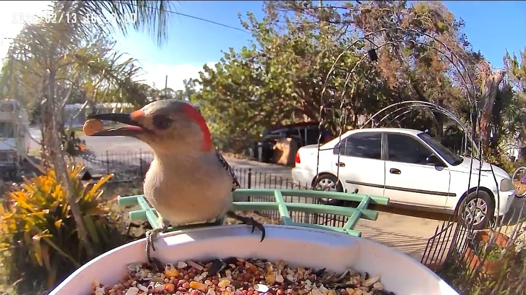 Bird Feeder with Camera,AI Identify Birds Species,Smart Bird Camera with Solar Powered,Auto Record FHD Birds Video in Backyard,Instant Notifications,Ideal Gift for Family and Bird Lovers,Navy Blue - Customer Photo 4