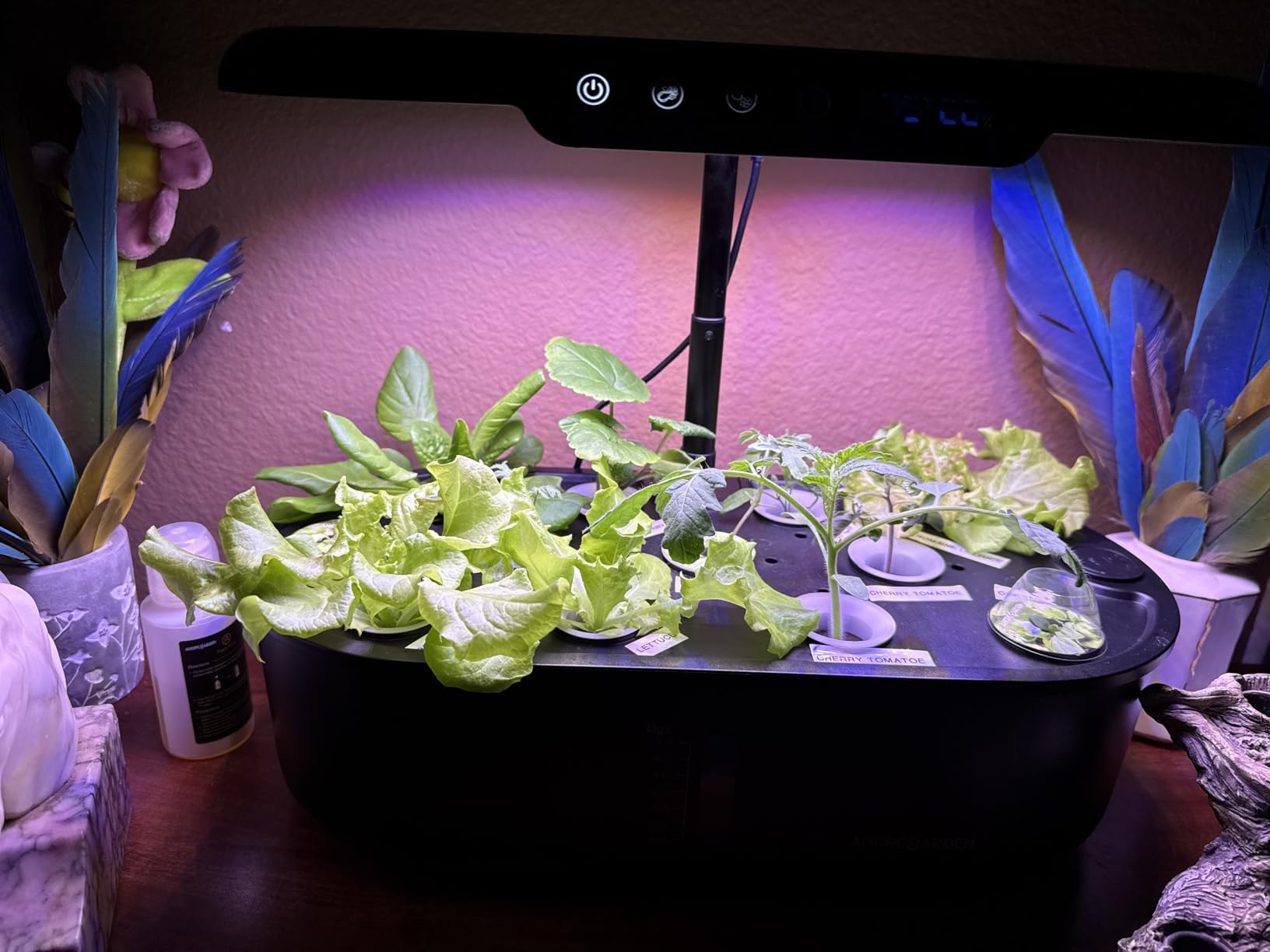 Ahopegarden Hydroponics Growing System kit: 12 Pods Indoor Herb Garden with Smart Environmental Detection - Full Spectrum LED Grow Light for Growing Vegetables,Herbs and Lettuce - Home Gardening Customer Review Ahopegarden Hydroponics Growing System kit: 12 Pods Indoor Herb Garden with Smart Environmental Detection - Full Spectrum LED Grow Light for Growing Vegetables,Herbs and Lettuce - Home Gardening - Customer Photo 3