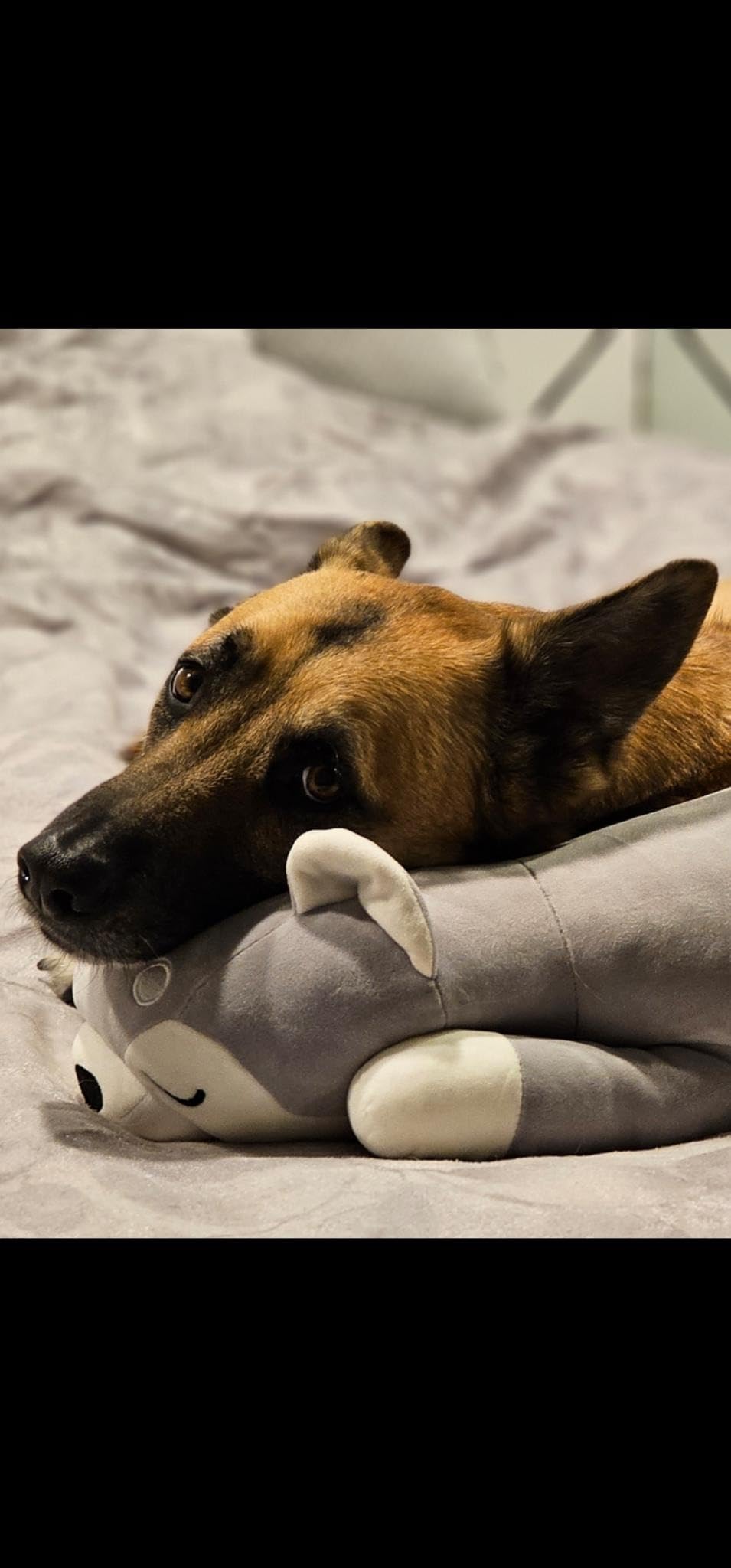 Auspicious beginning 30'' Giant French Bulldog Plush Stuffed Animal- French Bulldog Dog Plush Pillow Plushies, Large Sleeping Body Pillow Dog Plushie Toy, Christams Birthday Gifts for Kids Girls Boys - Customer Photo 1