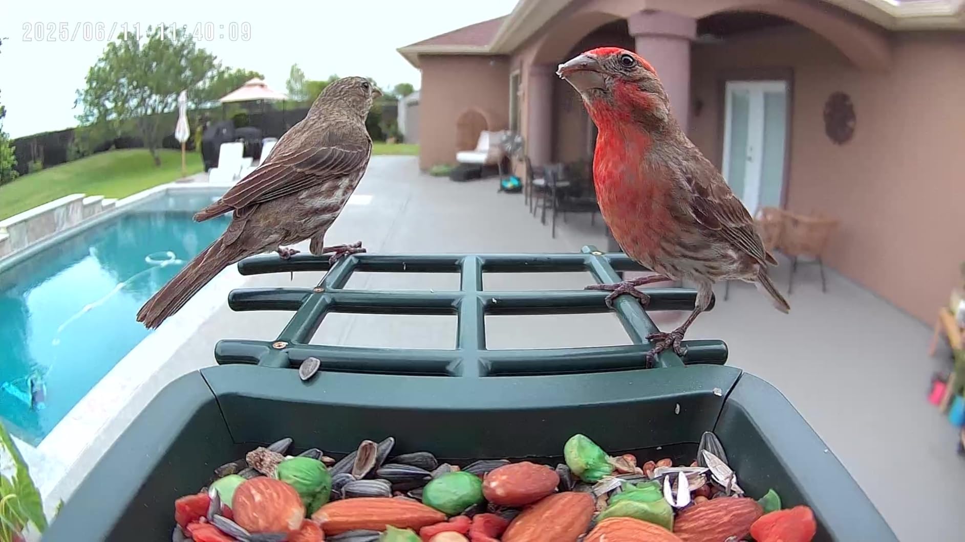 Smart Bird Feeder with Camera Outdoor: Solar Birdfeeder Cam for Outside Garden - 2K HD Live Video Camera AI Recognition Visible Window Auto Capture - Bird Lover Gifts - Customer Photo 1