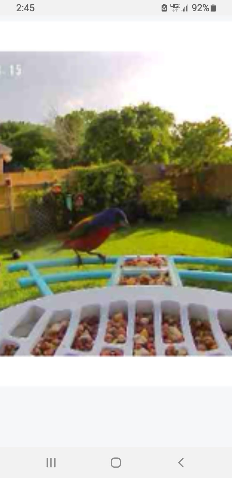 Smart Bird Feeder with Camera,Ai Identify Birds Watching Camera with Solar Powered,FHD Live View,Auto Capture Birds Video in Backyard,Porch, Patio,Ideal Gifts for Family and Bird Lovers,Navy Blue - Customer Photo 1