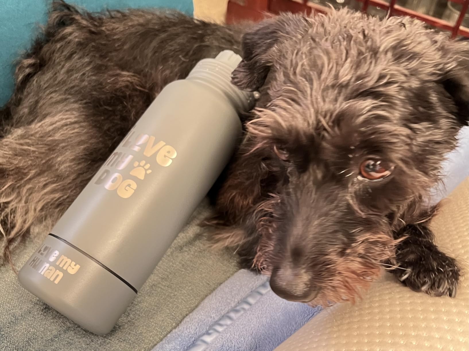 Dog Mom Water Bottle - 32 oz Stainless Steel Double Wall Insulated with 8 oz Detachable Bowl on Bottom - Cool Dog Mom Gifts for Women for Christmas, Birthdays or Gift from The Doggy - DM Cream - Customer Photo 2