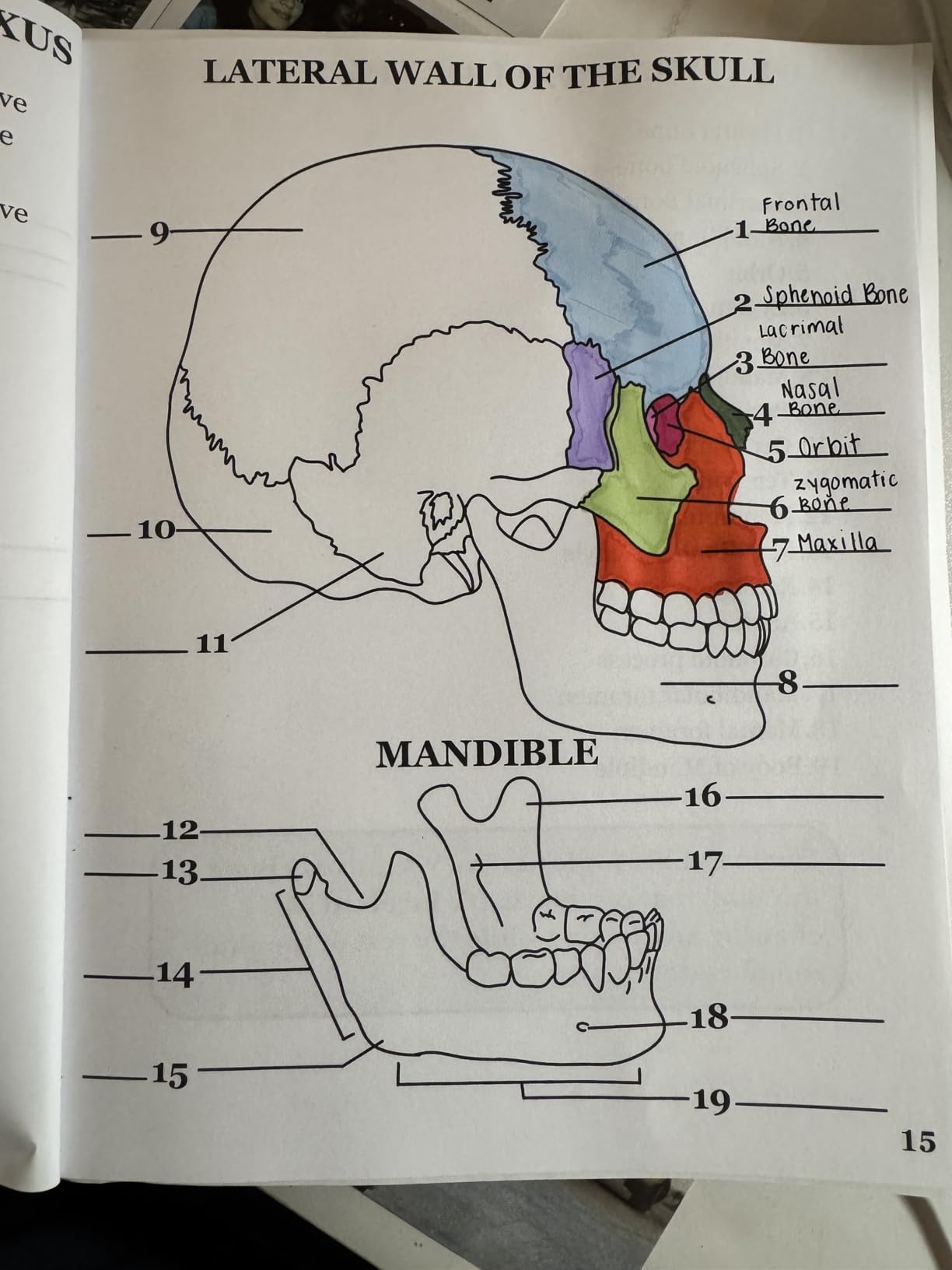 Human Anatomy Coloring Book: 150 Detailed Illustrations & 70 Fascinating Facts in an Anatomy and Physiology Workbook for Adults, Medical Students, & Nurses Focused on Advanced Body Systems Learning - Customer Photo 1