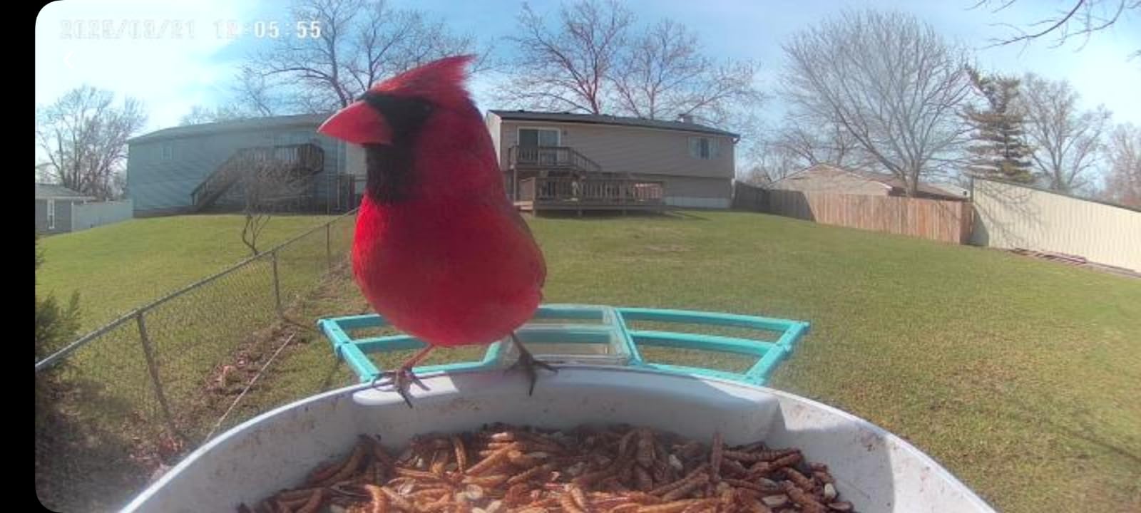 Smart Bird Feeder with Camera Solar Powered,AI Identify Bird Species,2K HD Video Live Auto Capture for Outdoor Backyard,Birdwatching,Ideal Gifts for Family Birds Lover - Customer Photo 2