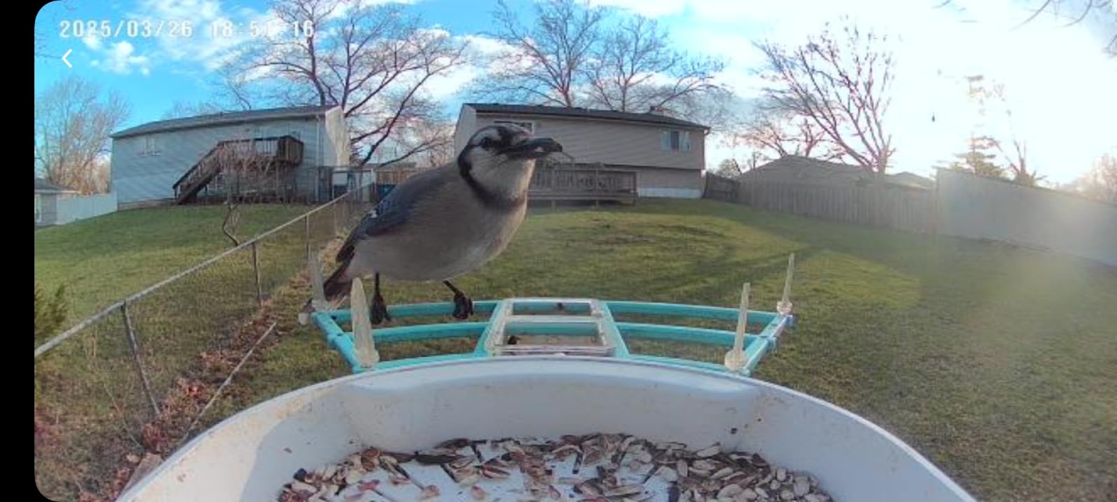 Smart Bird Feeder with Camera Solar Powered,AI Identify Bird Species,2K HD Video Live Auto Capture for Outdoor Backyard,Birdwatching,Ideal Gifts for Family Birds Lover - Customer Photo 4