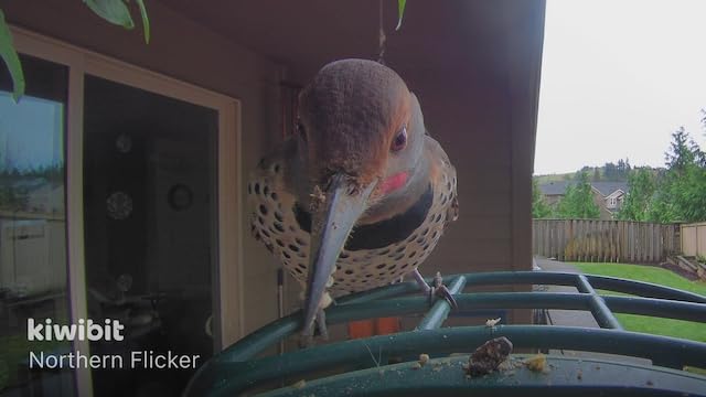 Beako™ Smart Bird Feeder with 4K Camera Solar Powered for Outdoors - UHD Live Stream for Birdwatching, AI Identification 10,000+ Bird Species, Real-Time Motion Detection, Ideal Gift for BirdLovers - Customer Photo 3