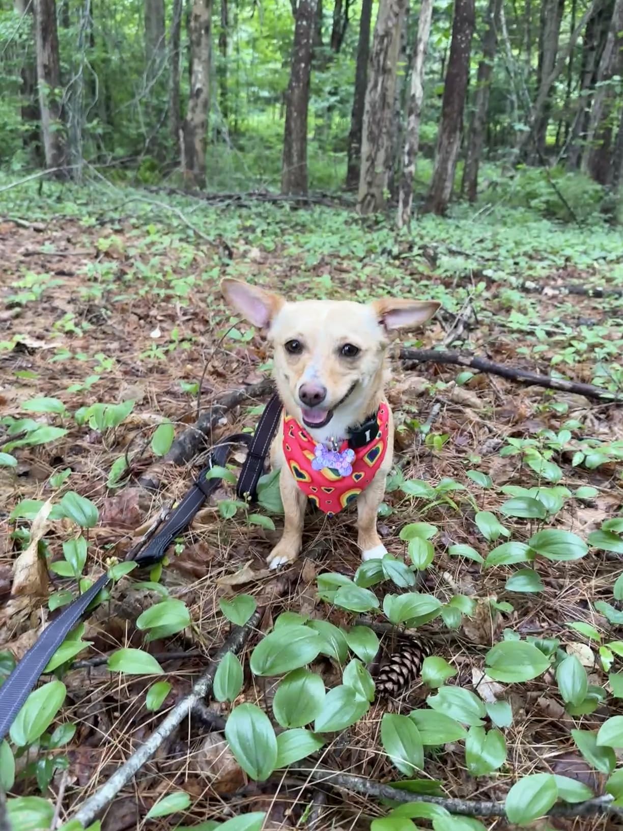 Hands Free Dog Leash, Pet Car Seatbelt, 2-in-1 Multifunctional Crossbody Dog Leash, 5.9-9.2Ft Waist Belt with Double-Sided Reflective for Walking, Hiking, Travel etc.(Black) - Customer Photo 2