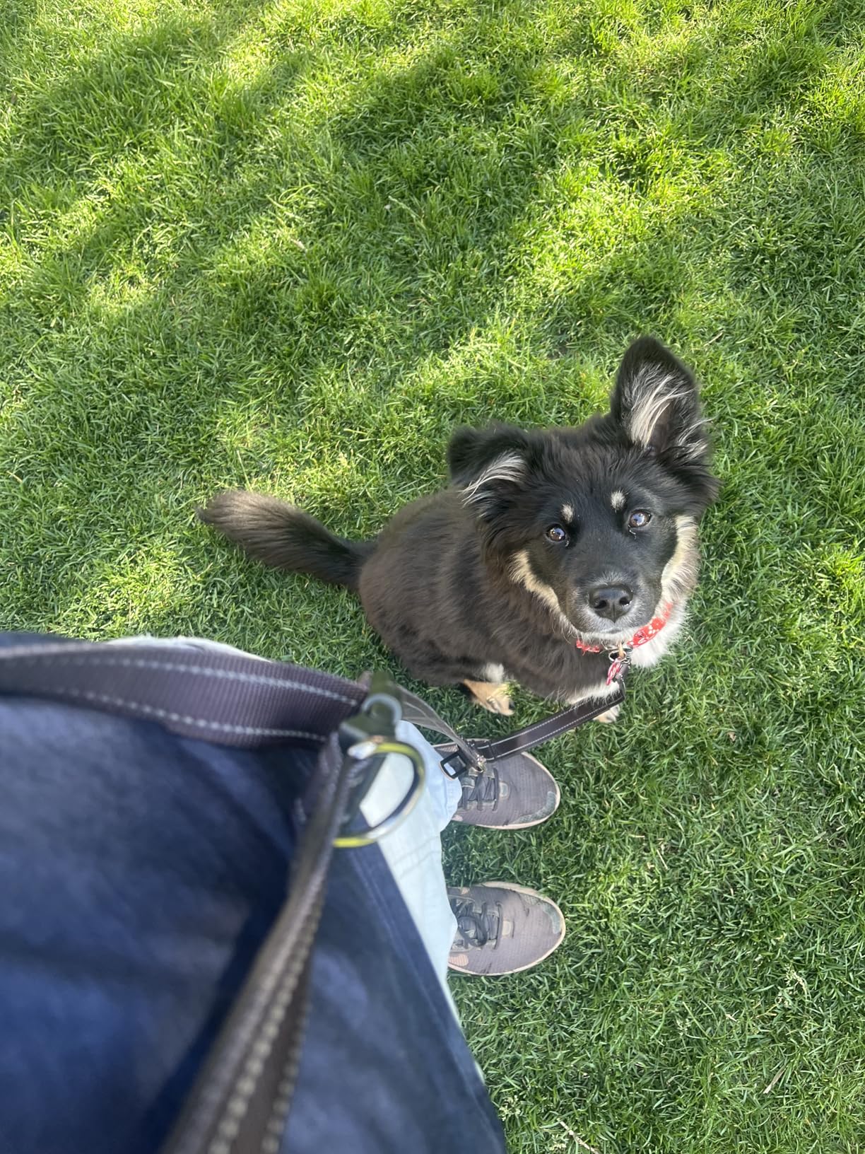 Hands Free Dog Leash, Pet Car Seatbelt, 2-in-1 Multifunctional Crossbody Dog Leash, 5.9-9.2Ft Waist Belt with Double-Sided Reflective for Walking, Hiking, Travel etc.(Black) - Customer Photo 3