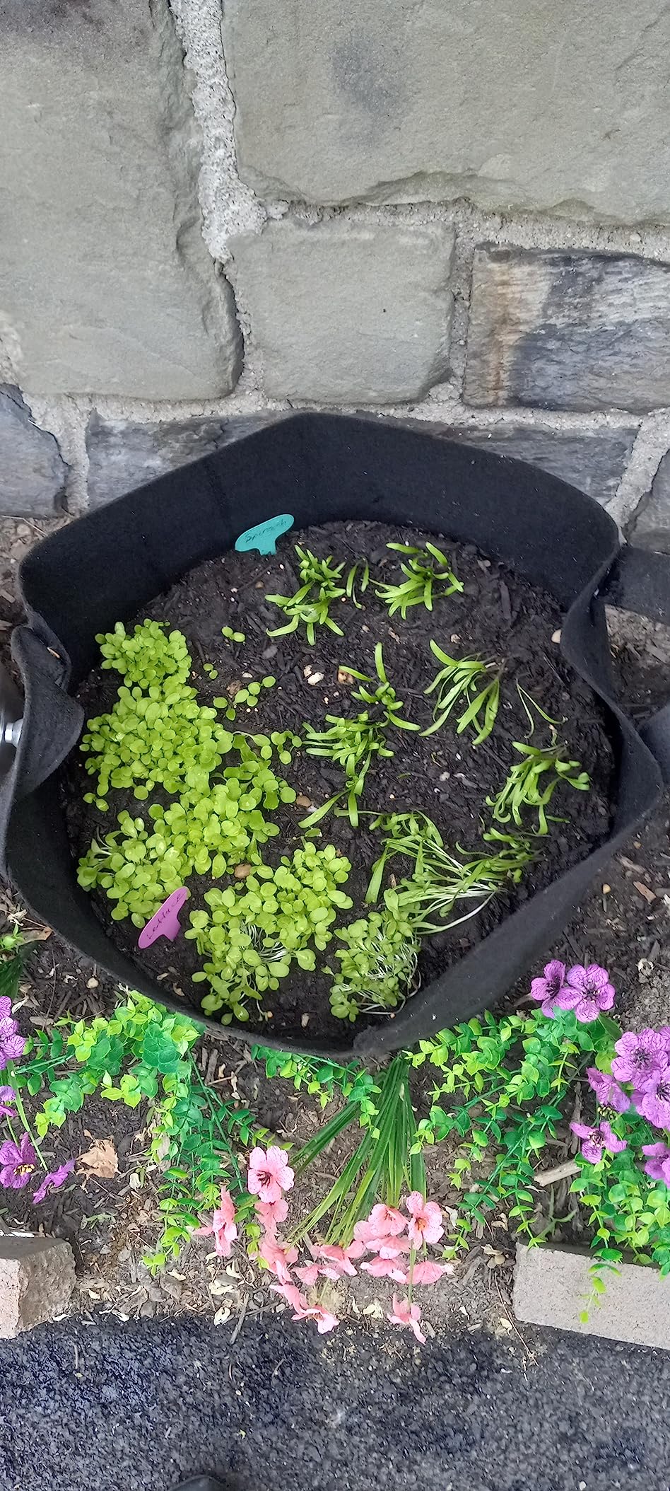 HOME GROWN Bonsai Tree Starter Kit – Unique Christmas Gift for Adults, Men, Women - Grow 4 Bonsais – DIY Crafts Hobby Gardening Kit for Plant Lovers, Mom, Dad - White Elephant Gifts for Adults Customer Review HOME GROWN Bonsai Tree Starter Kit – Unique Christmas Gift for Adults, Men, Women - Grow 4 Bonsais – DIY Crafts Hobby Gardening Kit for Plant Lovers, Mom, Dad - White Elephant Gifts for Adults - Customer Photo 1