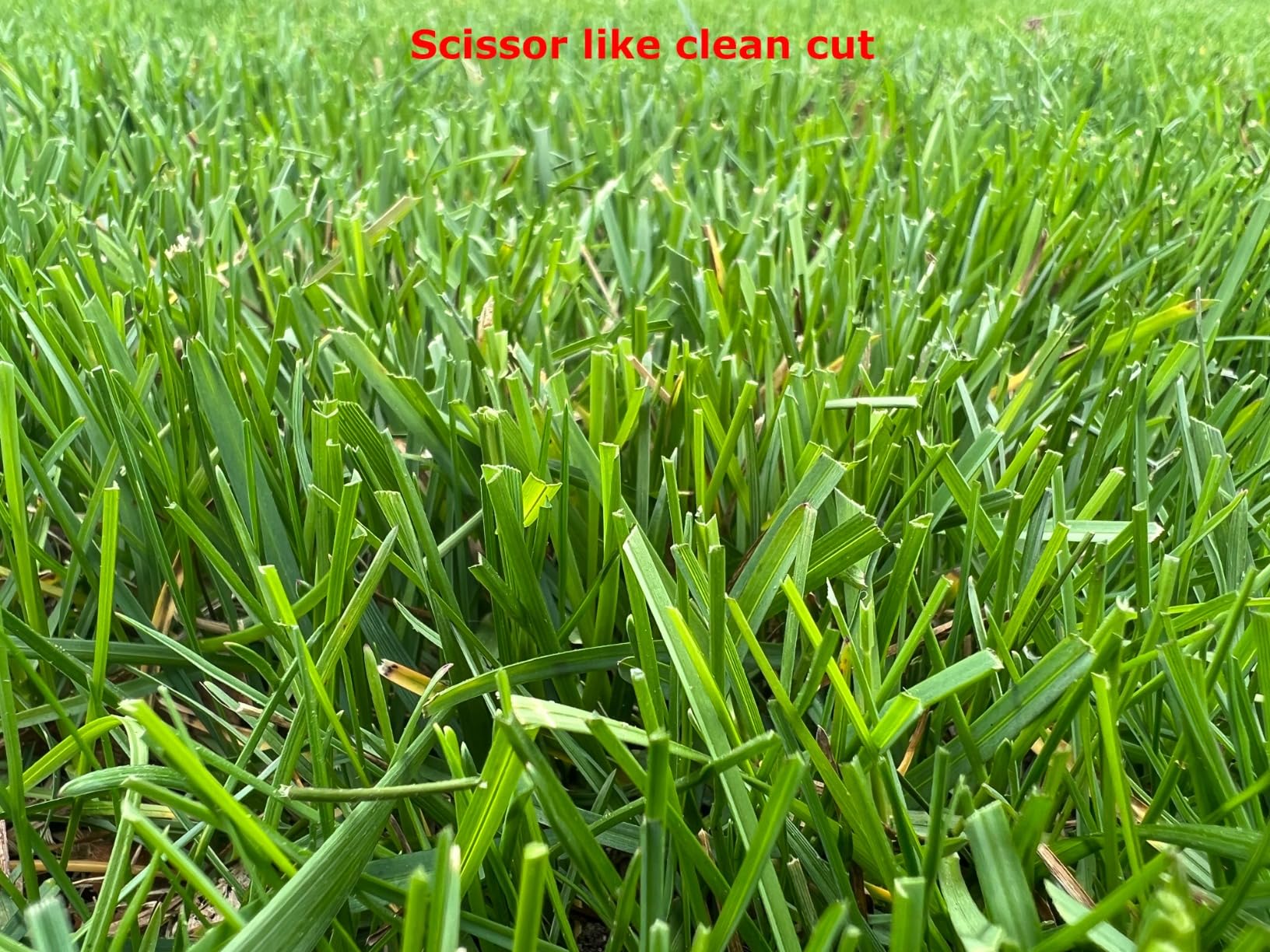 American Lawn Mower Company 1204-14 14-Inch 4-Blade Push Reel Lawn Mower, Red - Customer Photo 1