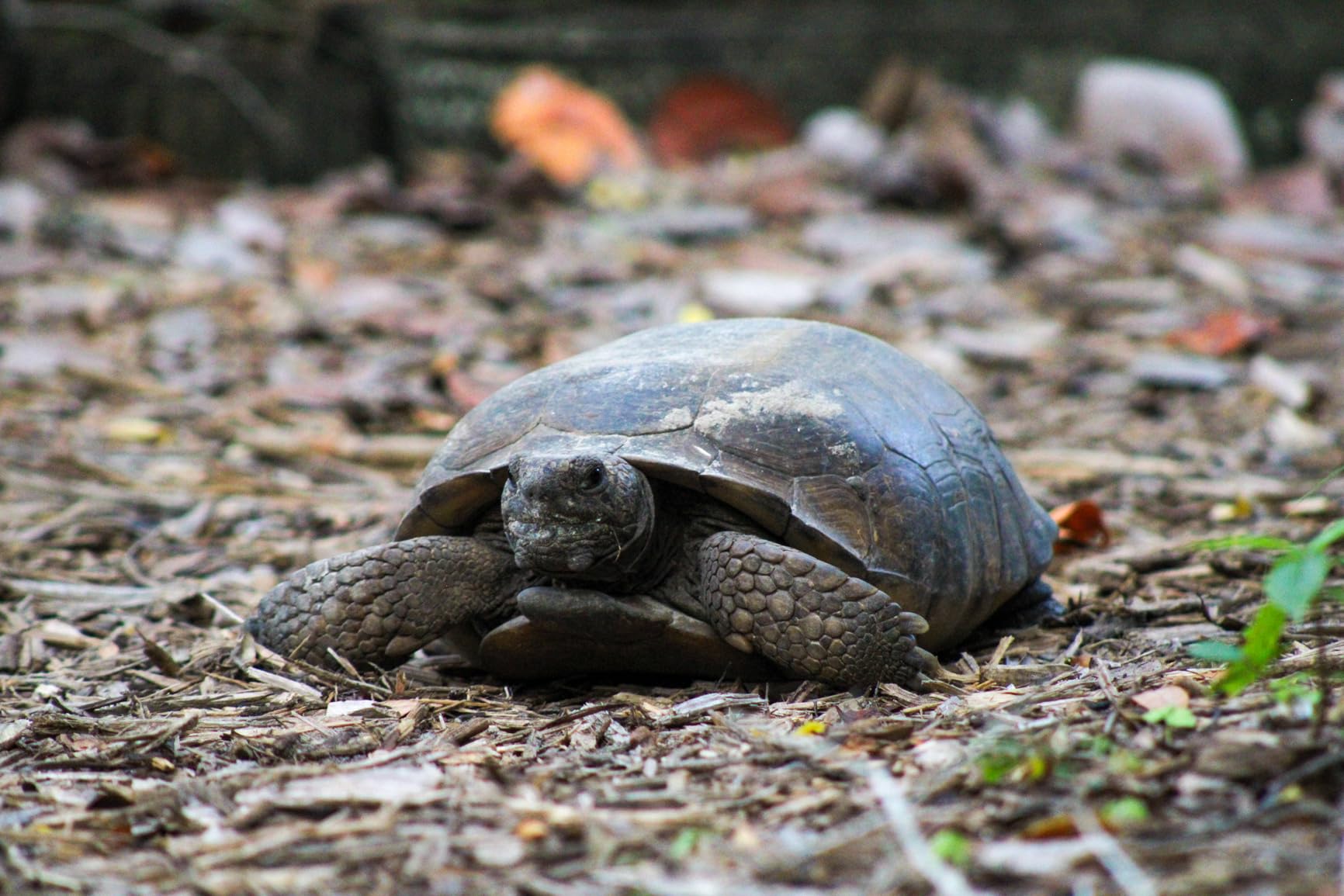 Canon EF 75-300mm f/4-5.6 III Telephoto Zoom Lens for Canon SLR Cameras - Customer Photo 1