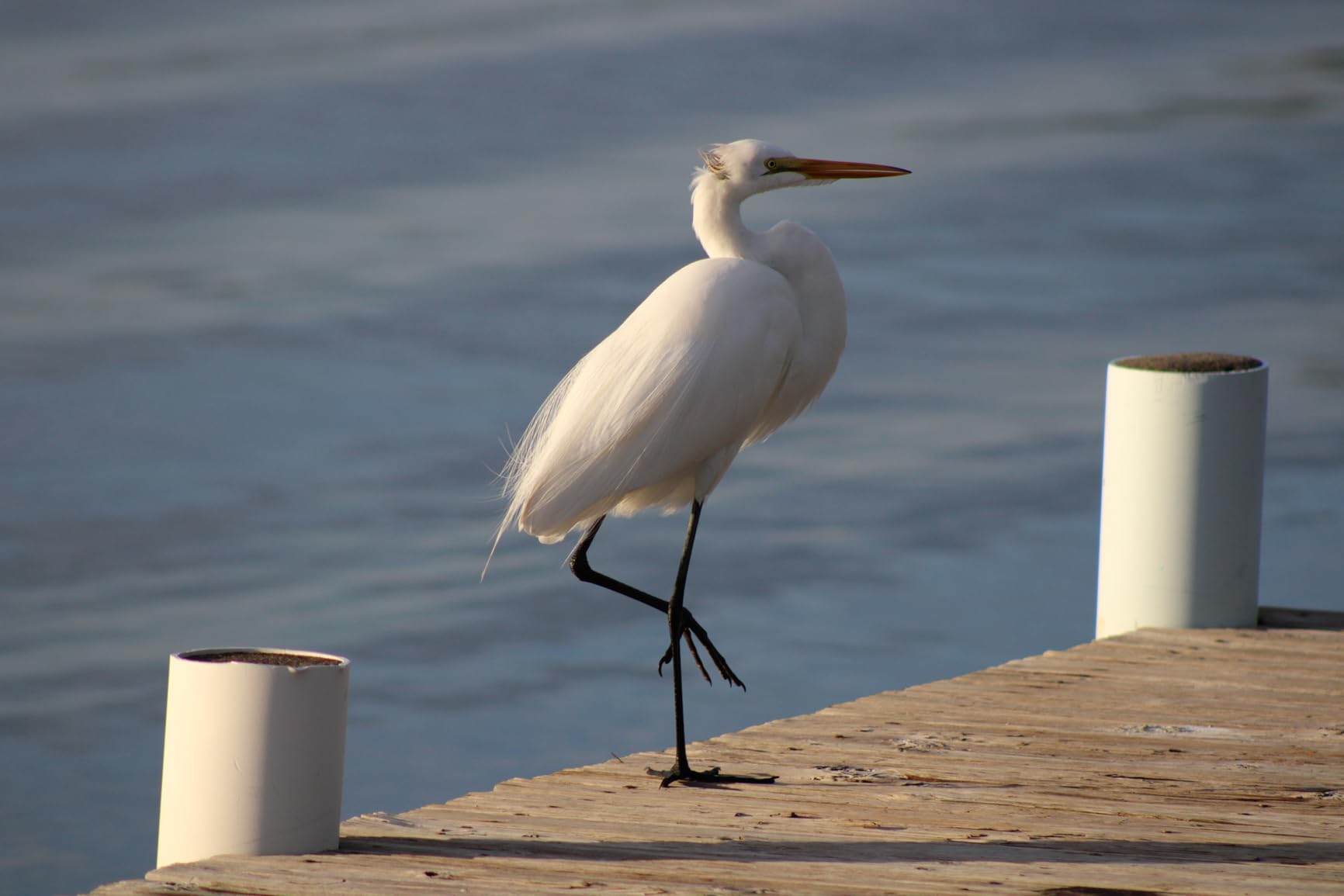 Canon EF 75-300mm f/4-5.6 III Telephoto Zoom Lens for Canon SLR Cameras - Customer Photo 2