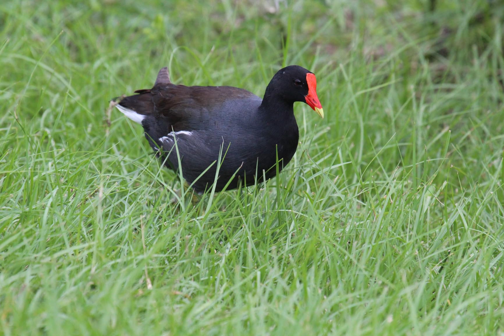 Canon EF 100-400mm f/4.5-5.6L is USM Telephoto Zoom Lens for Canon SLR Cameras - Customer Photo 1