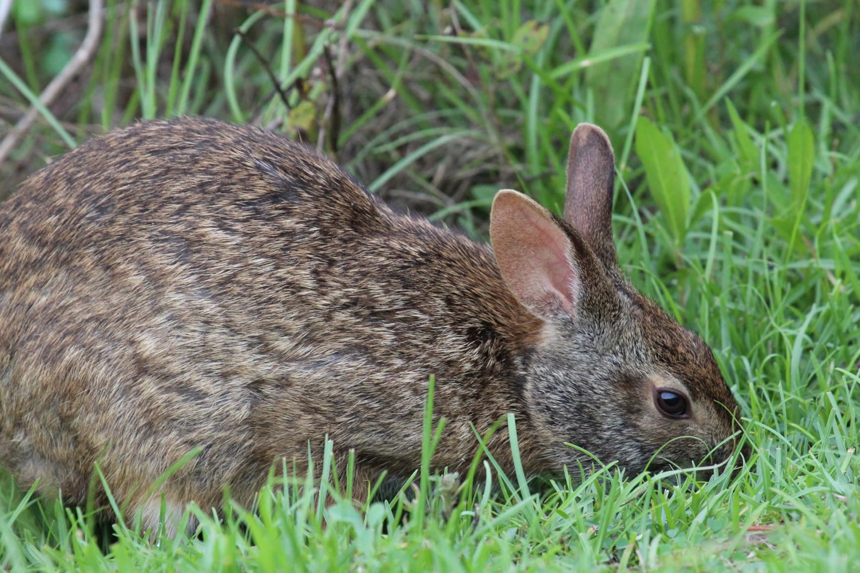 Canon EF 100-400mm f/4.5-5.6L is USM Telephoto Zoom Lens for Canon SLR Cameras - Customer Photo 2