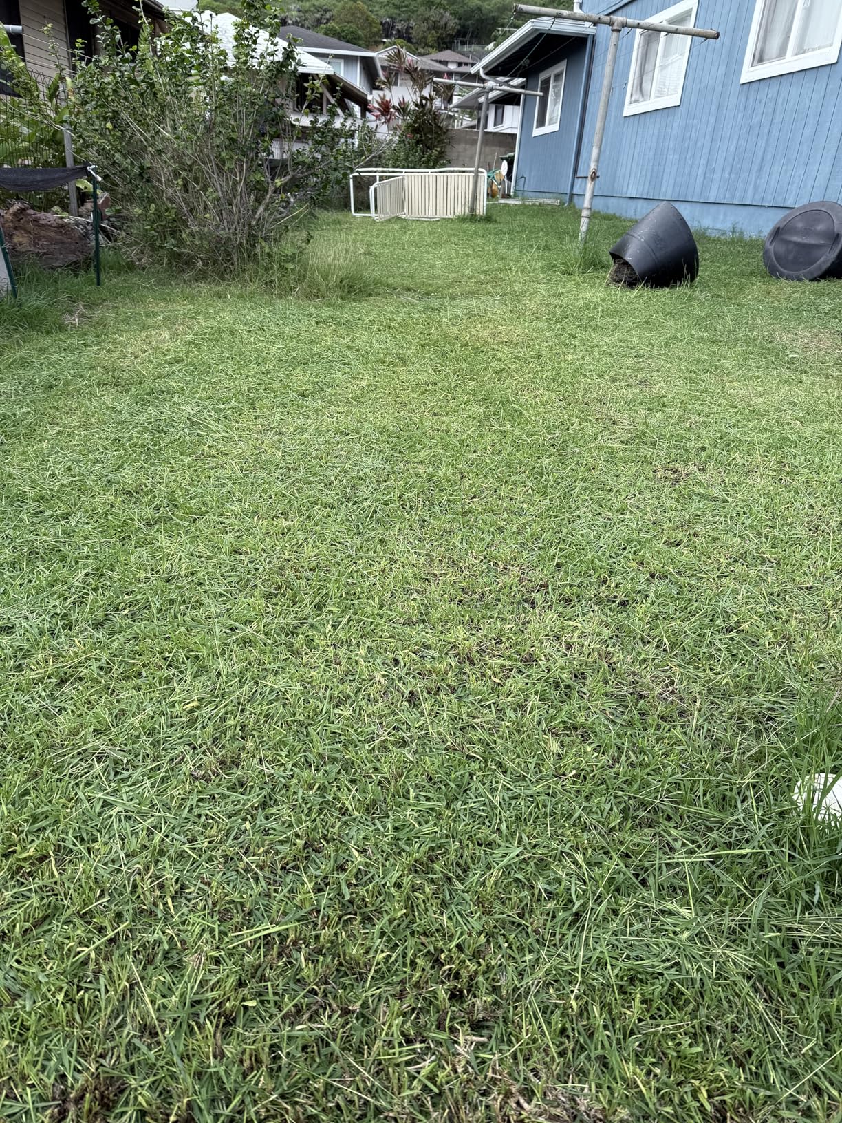 American Lawn Mower Company 1415-16 16-Inch 5-Blade Push Reel Lawn Mower - Customer Photo 1