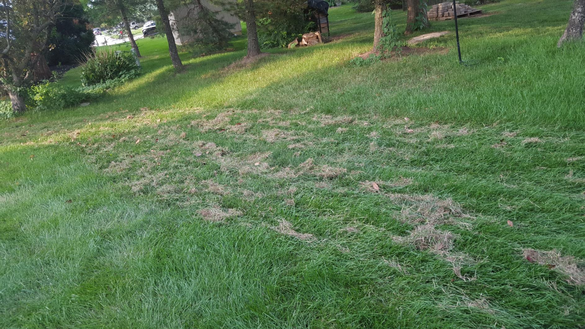Agri-Fab 45-0294 40in Tow Behind Lawn Dethatcher, 20 Durable Spring Steel Tines Lawn dethatcher, Designed to pull behind Lawn and Garden Tractors, Black - Customer Photo 2