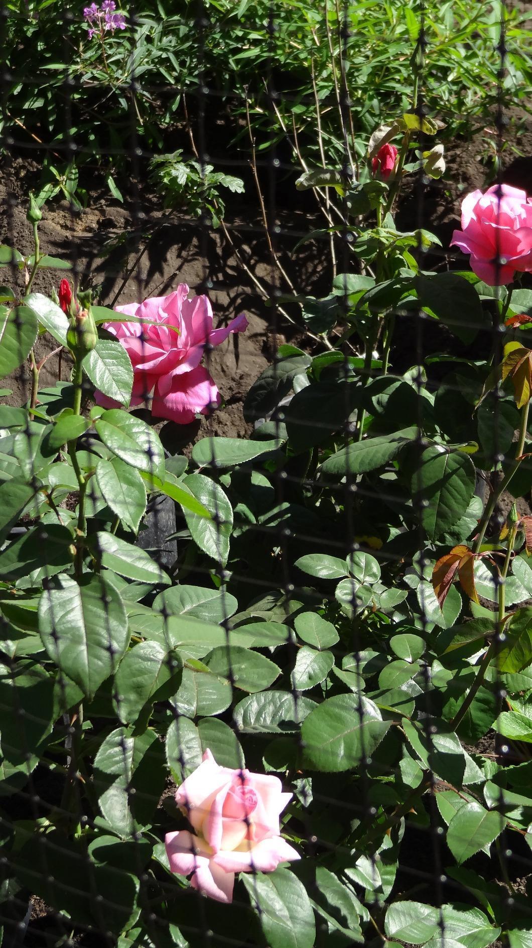 Jobes Jobe's LG400171 Deer Barrier Fencing, 7 ft x 100 ft, Black - Customer Photo 1