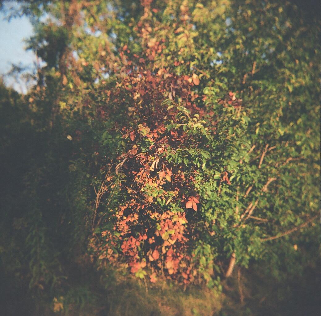 Holga 120N Plastic Camera - Customer Photo 2