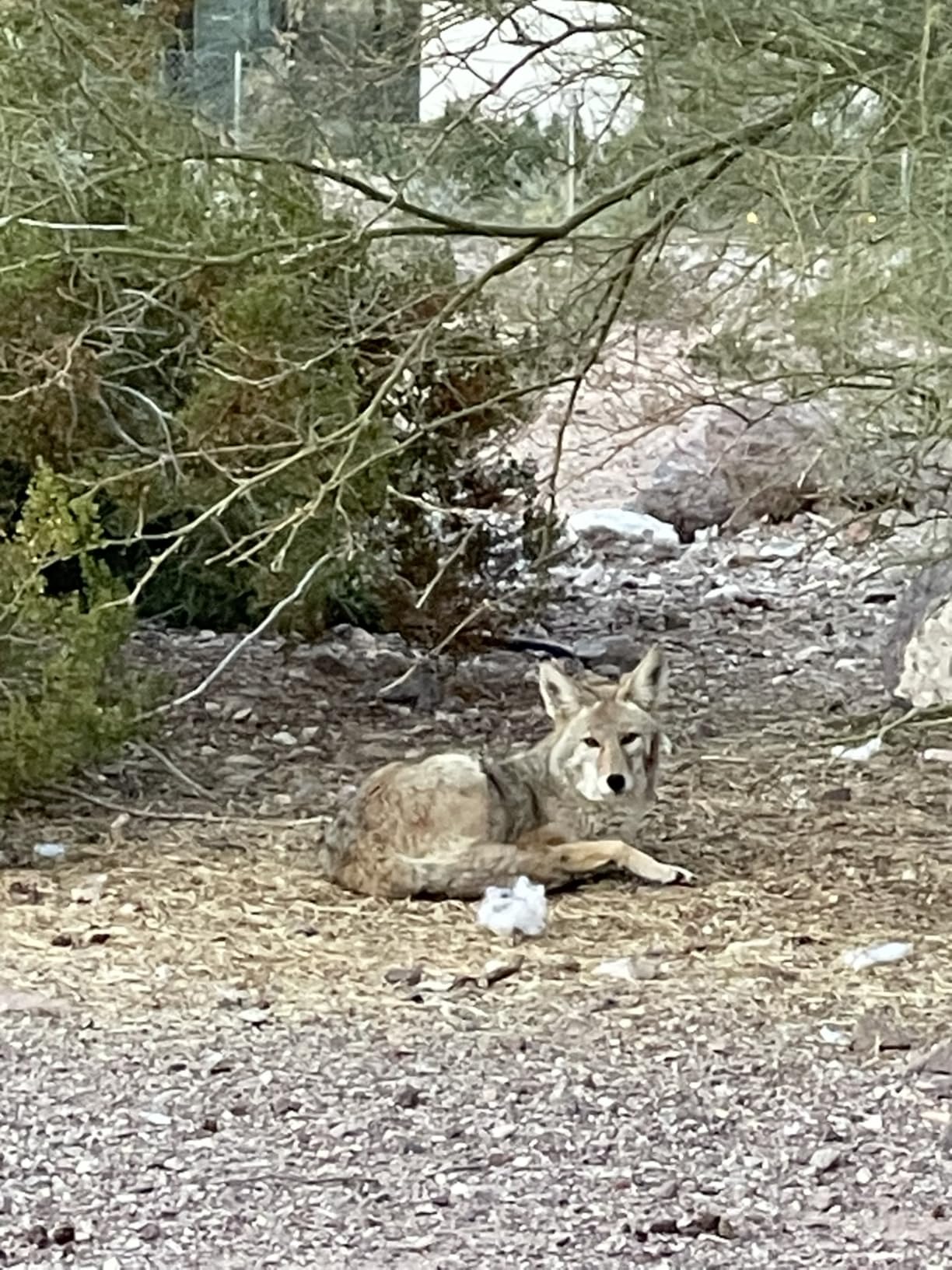 Liquid Nails - LN-905 Landscape Block Adhesive (LN905), Low VOC, 10 oz - Customer Photo 1