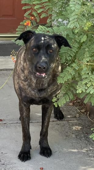 Liquid Nails - LN-905 Landscape Block Adhesive (LN905), Low VOC, 10 oz - Customer Photo 2