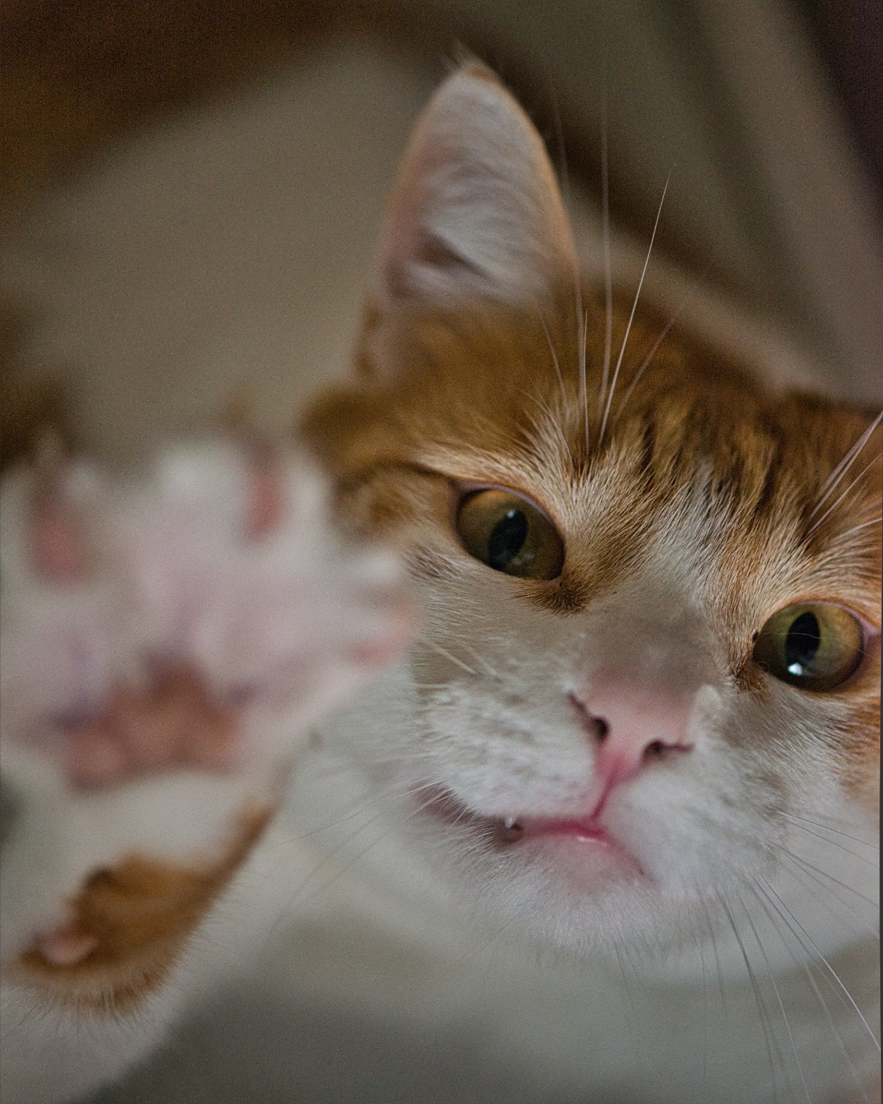 Nikon AF-S VR Micro-NIKKOR 105mm f/2.8G IF-ED Lens - Customer Photo 2