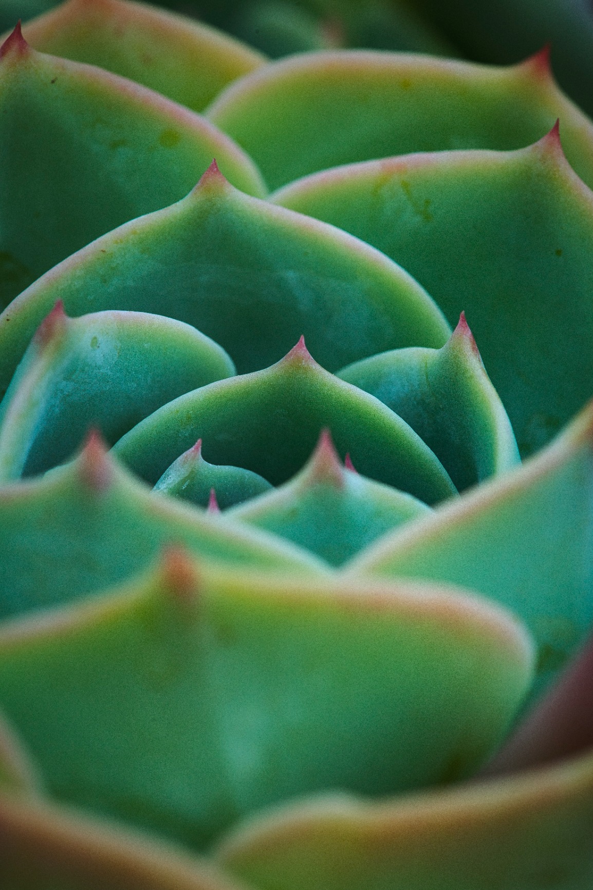 Nikon AF-S VR Micro-NIKKOR 105mm f/2.8G IF-ED Lens - Customer Photo 5