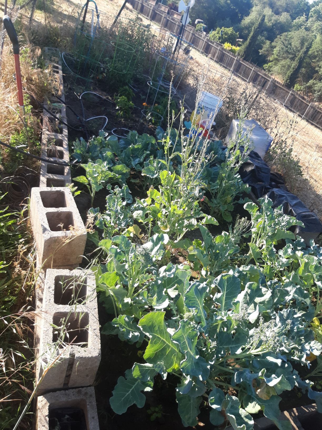 Chase Mole & Gopher Repellant 6 Lbs. - Customer Photo 1