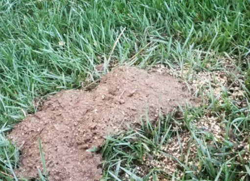 Chase Mole & Gopher Repellant 6 Lbs. - Customer Photo 2