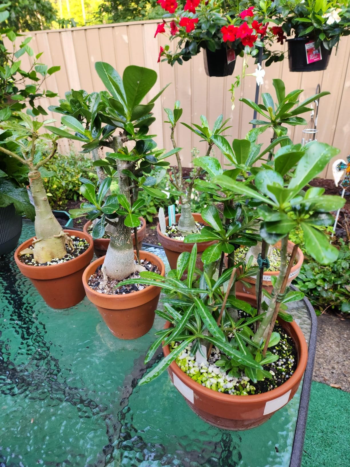 Bonide Captain Jack's Insecticidal Super Soap, 32 oz Ready-to-Use Spray For Organic Gardening and Outdoor Plants - Customer Photo 2