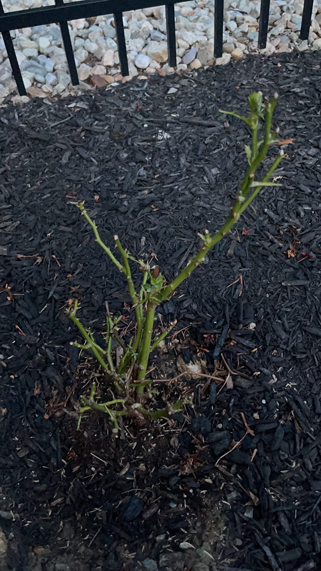 I Must Garden Rabbit Repellent: Mint Scent Rabbit Spray for Plants & Lawns - 32 oz. Ready to Use - Customer Photo 1